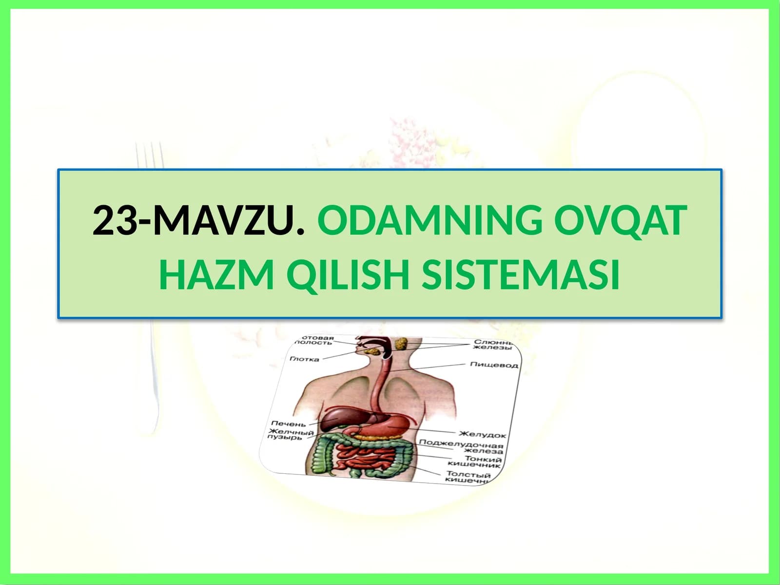 Odamning ovqat hazm qilish sistemasi