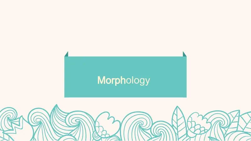 Morphology