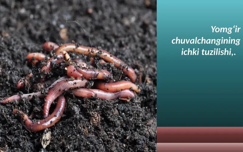 Yomg‘ir chuval changining ichki tuzilishi