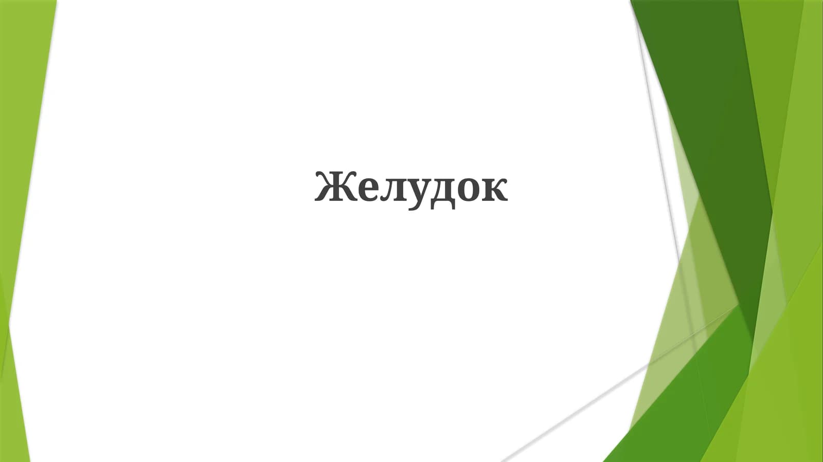 Желудок