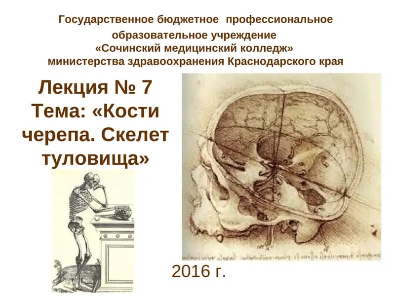 Лекция № 7Тема: «Кости черепа. Скелет туловища»