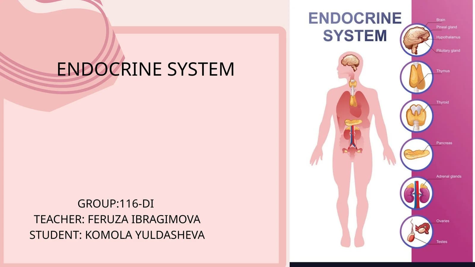 ENDOCRINE SYSTEM