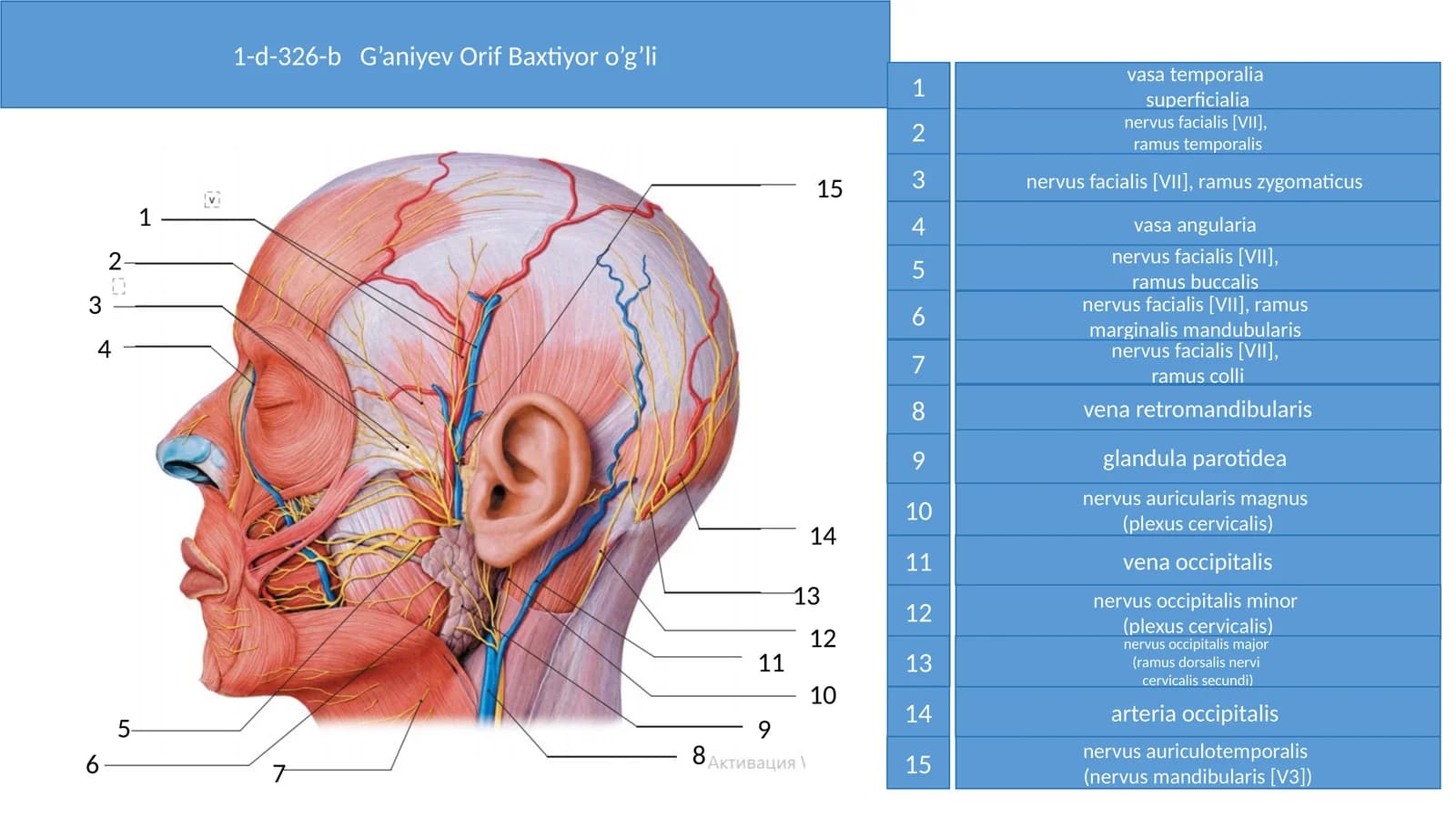 Nervus facialis [VII] structure