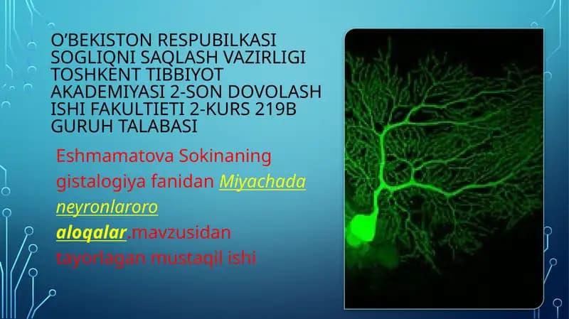 miyachada neyronlararo aloqalar