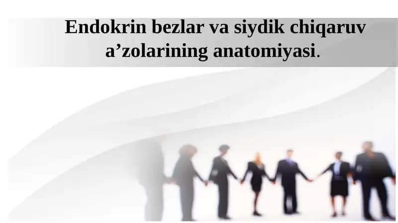 Endokrin bezlar va siydik chiqaruv a’zolarining anatomiyasi.
