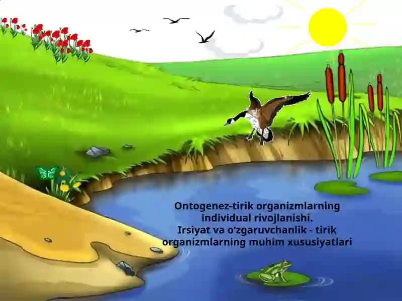 Ontogenez-tirik organizmlarning individual rivojlanishi