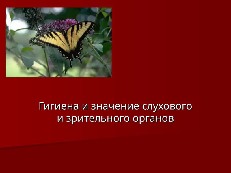 Гигиена и значение слухового и зрительного органов