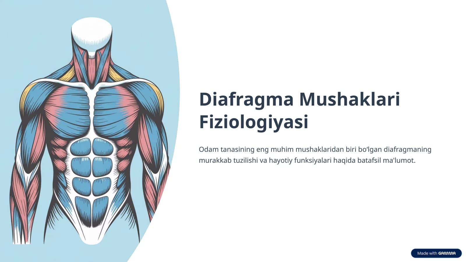 Diafragma Mushaklari Fiziologiyasi