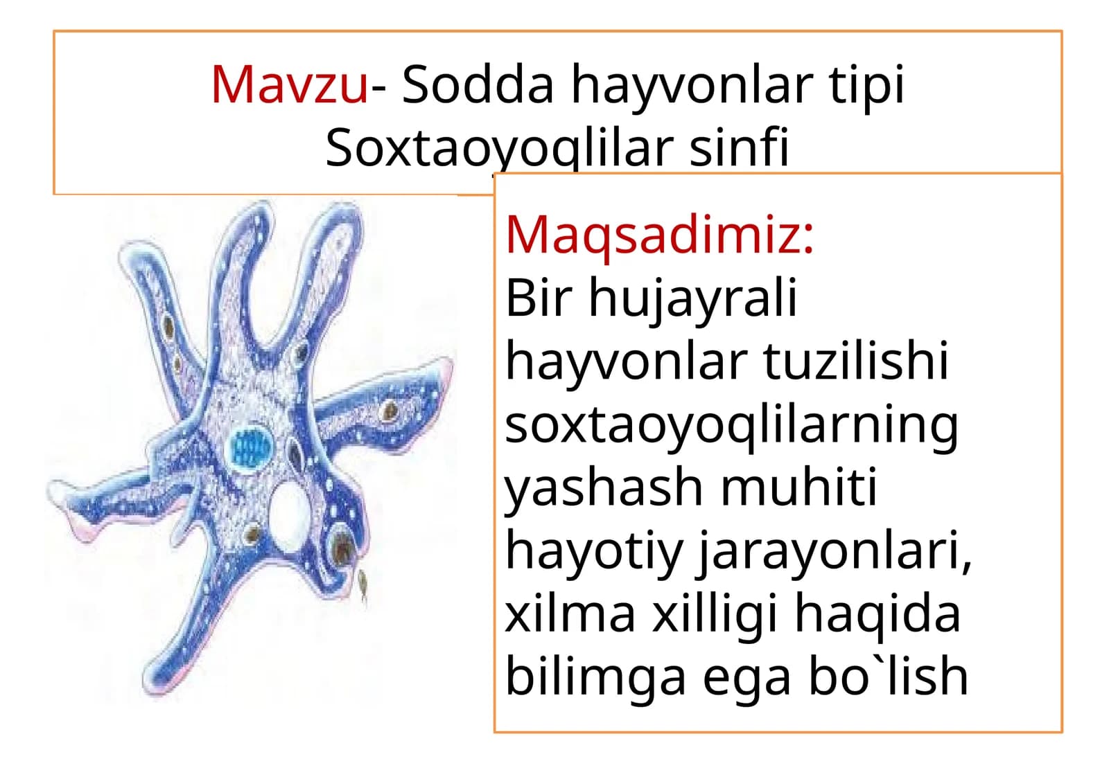 Soxta oyoqlilar sinfi