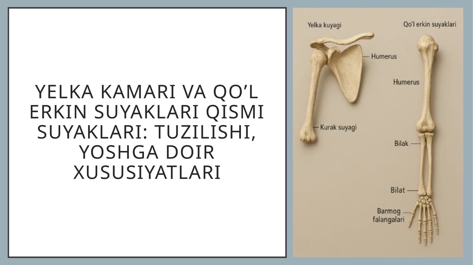 Yelka kamari va qo’l erkin suyaklari qismi suyaklari: tuzilishi, yoshga doir xususiyatlari