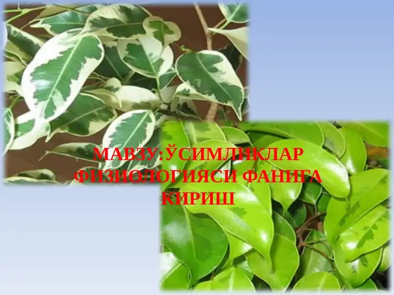 Ўсимликлар физиологияси фанига кириш