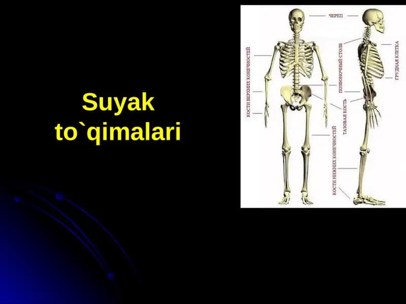Suyakto`qimalari