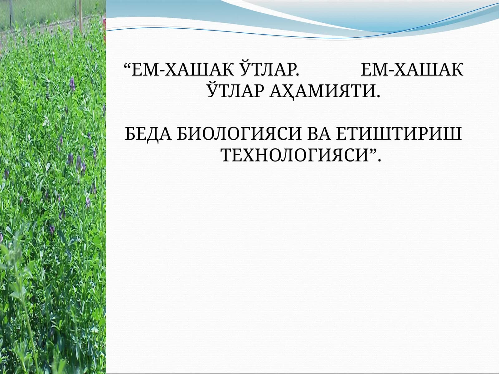 ЕМ-ХАШАК ЎТЛАР. ЕМ-ХАШАК ЎТЛАР АҲАМИЯТИ