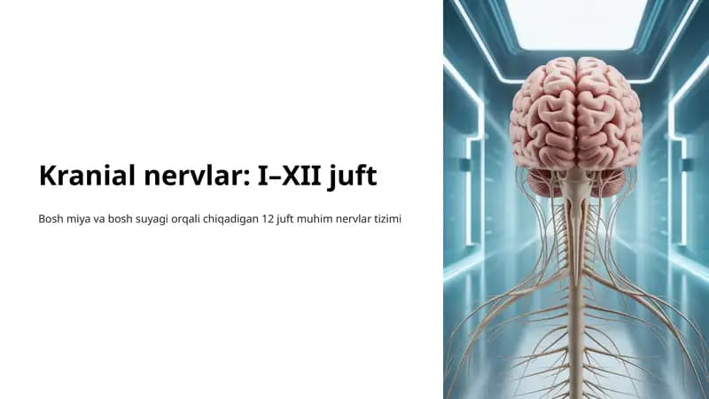 Kranial nervlar: I–XII juft