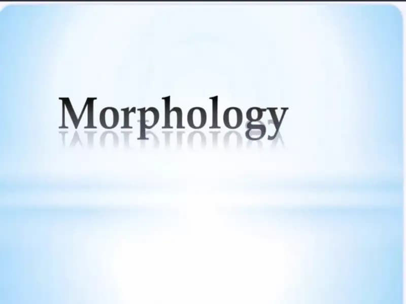 Morphology