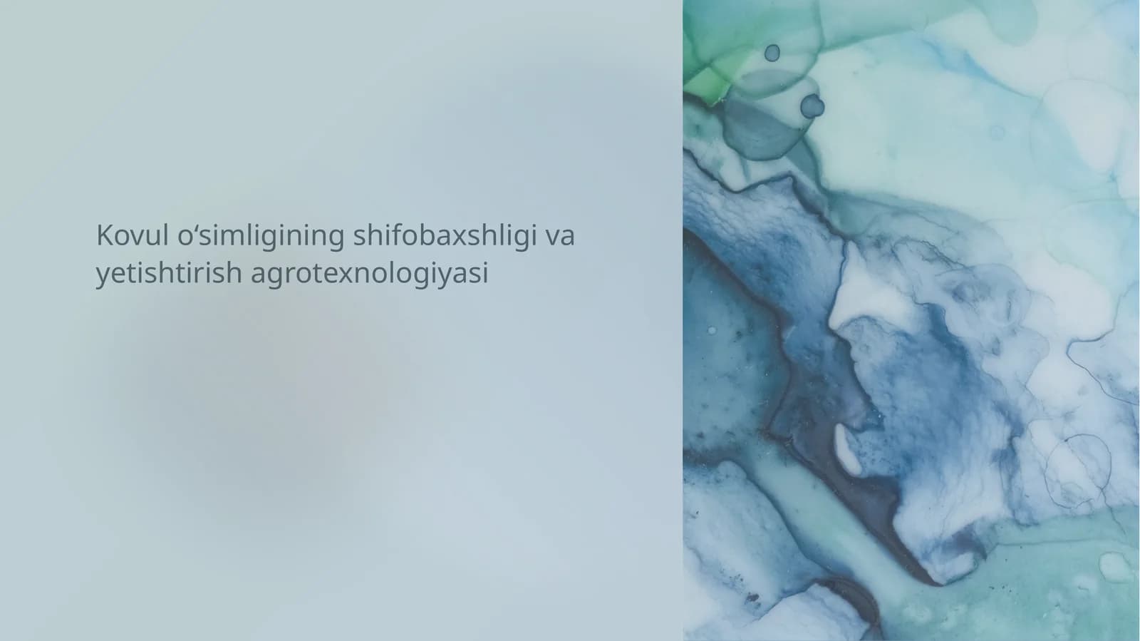 Kovul o‘simligining shifobaxshligi va yetishtirish agrotexnologiyasi