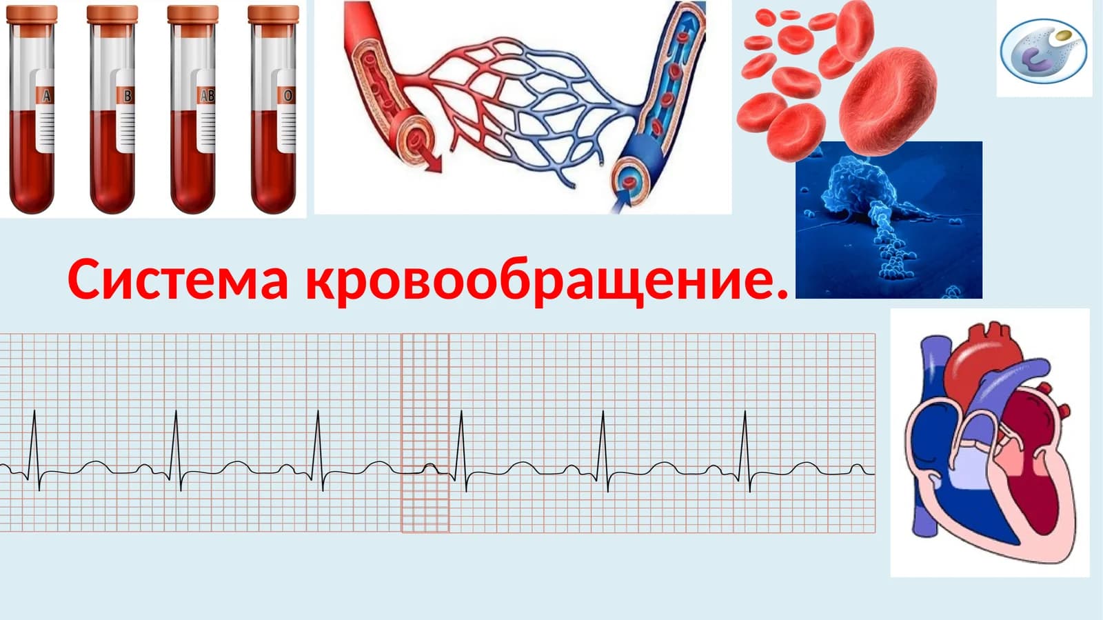 Система кровообращение