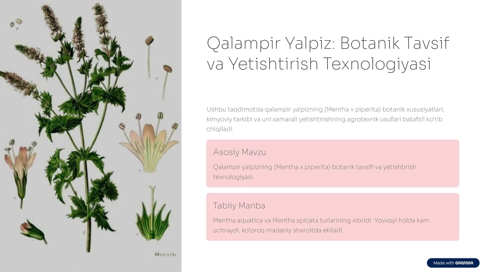 Qalampir Yalpiz: Botanik Tavsif va Yetishtirish Texnologiyasi