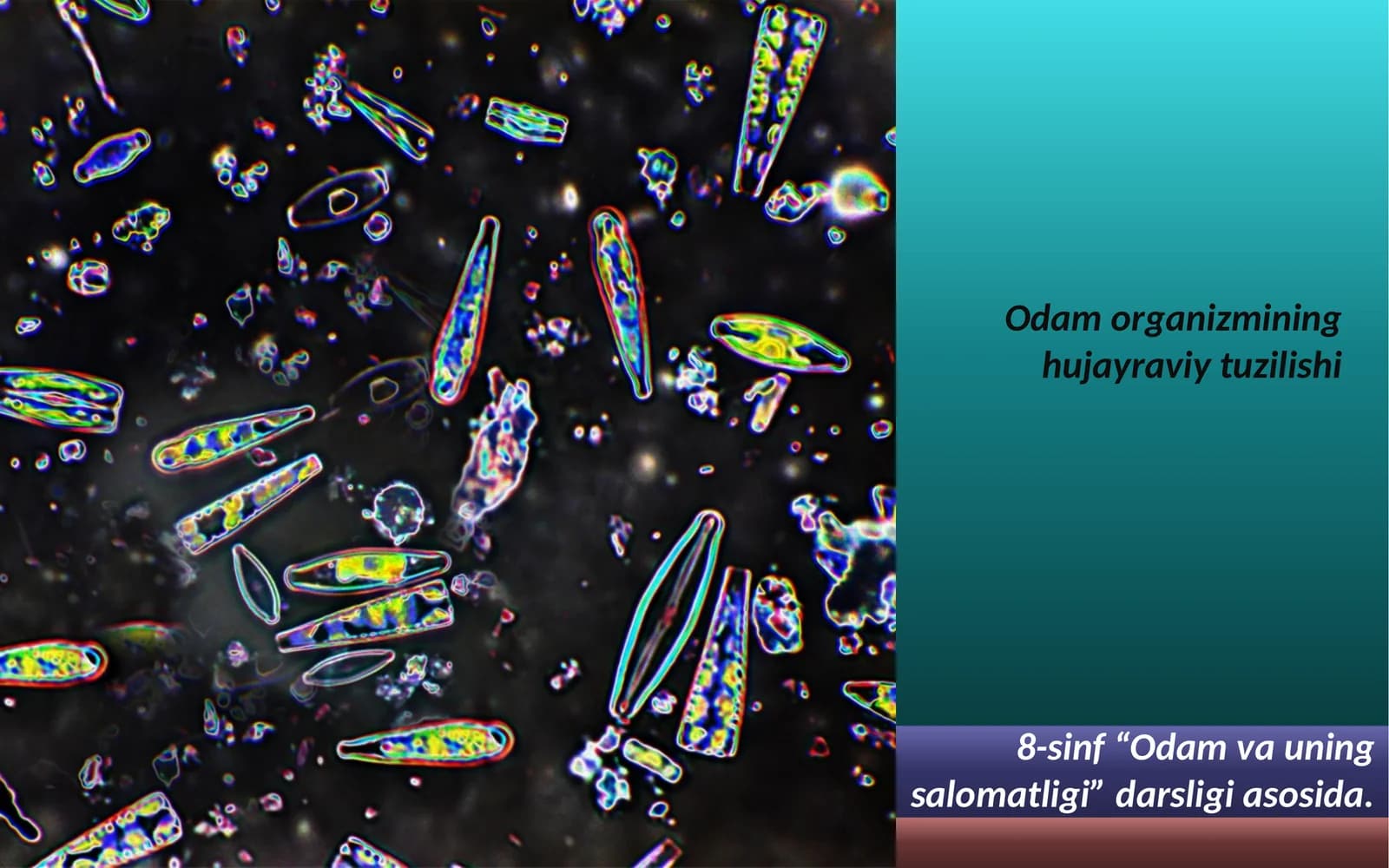 Odam organizmining hujayra tuzilishi