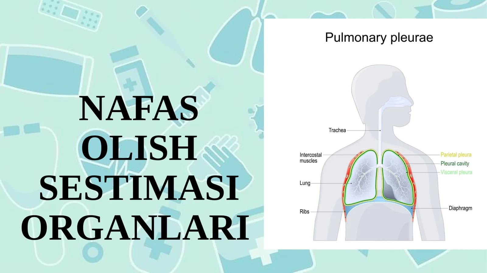 NAFAS OLISH SESTIMASI ORGANLARI