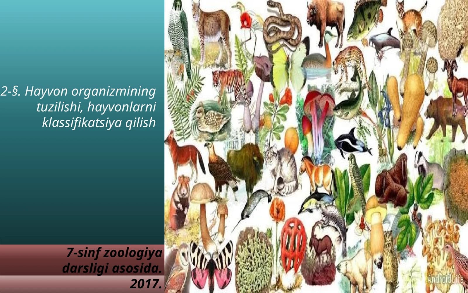 7-sinf Zoologiya 'Hayvon organizmining tuzilishi, hayvonlarni klassifikatsiya qilish' ko'rgazma