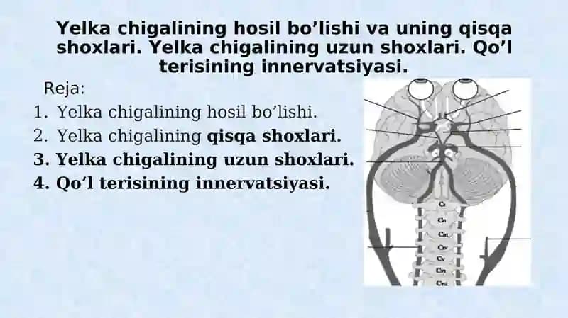 Yelkachigali Nervlari