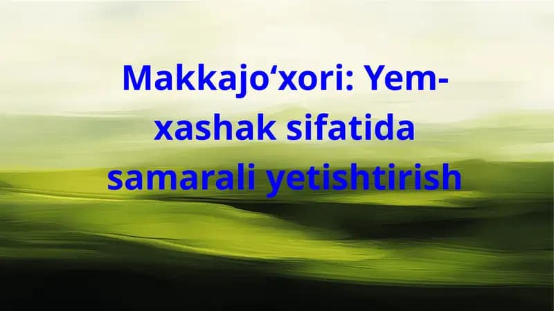 Makkajoʻxorini yem hashak uchun yetishtirish