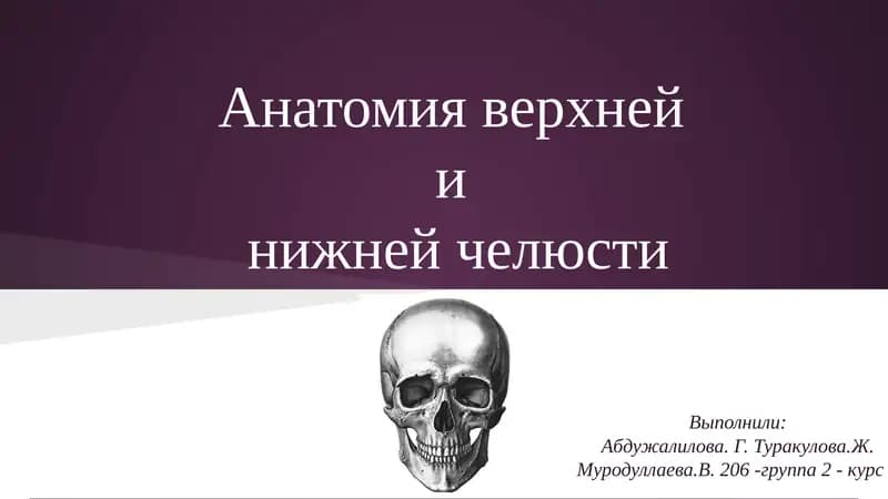 Анатомия верхней и нижней челюсти