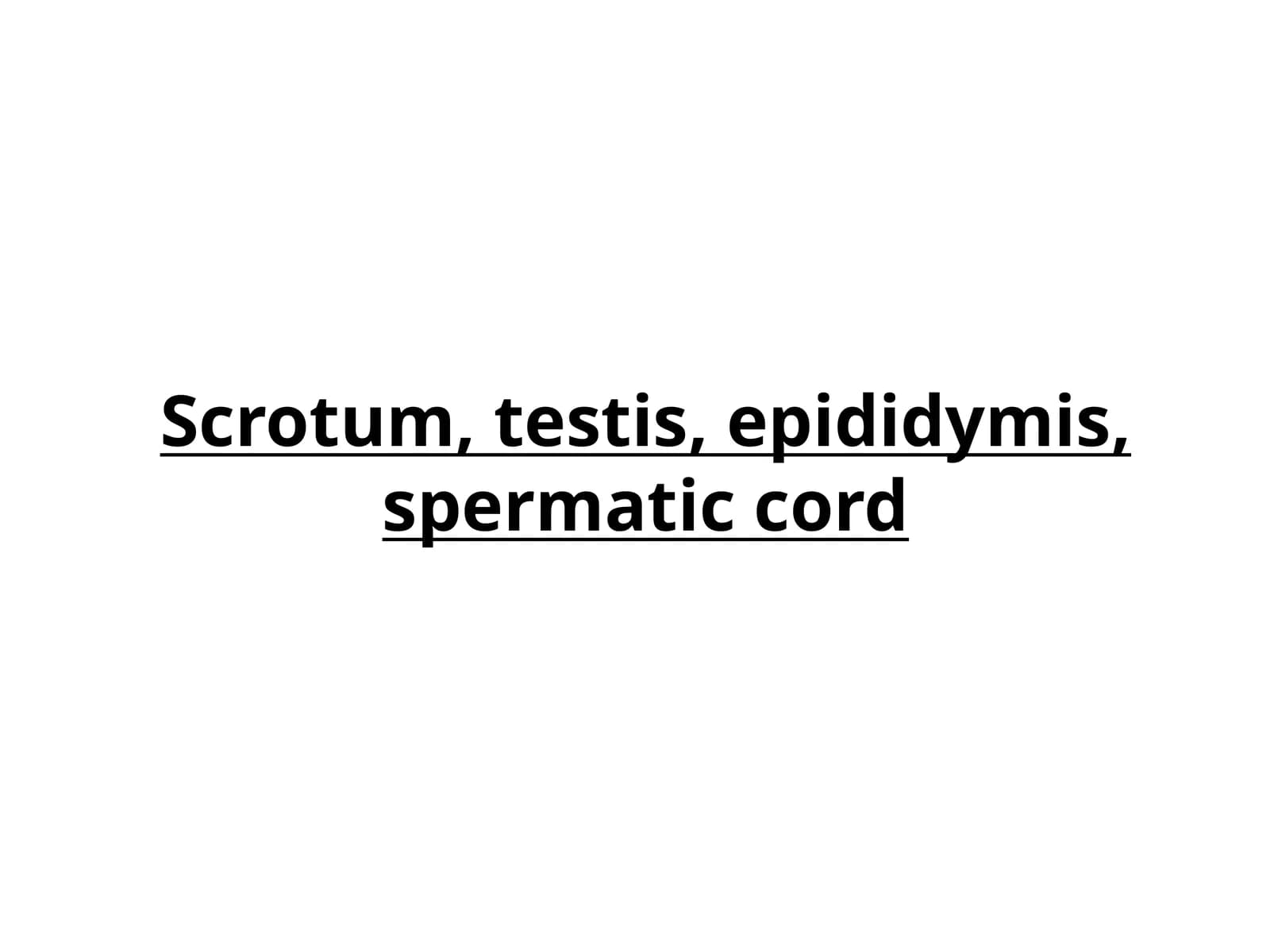 Scrotum, testis, epididymis, spermatic cord