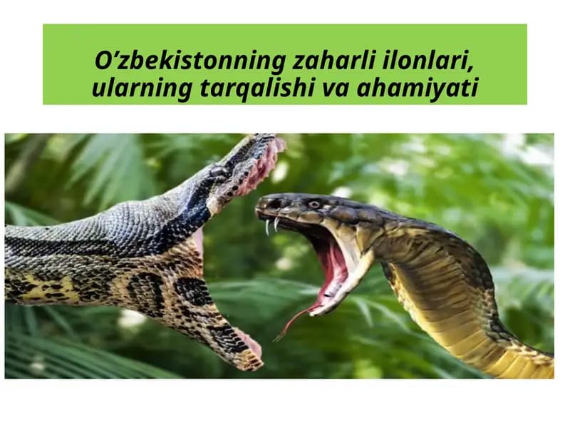 O'zbekistonning zaharli ilonlari