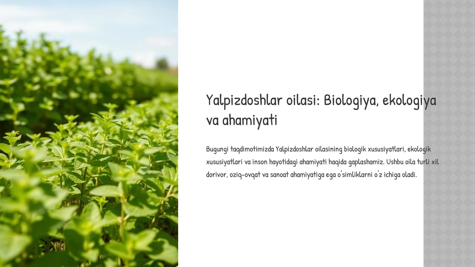 Yalpizdoshlar oilasi: Biologiya, ekologiya va ahamiyati