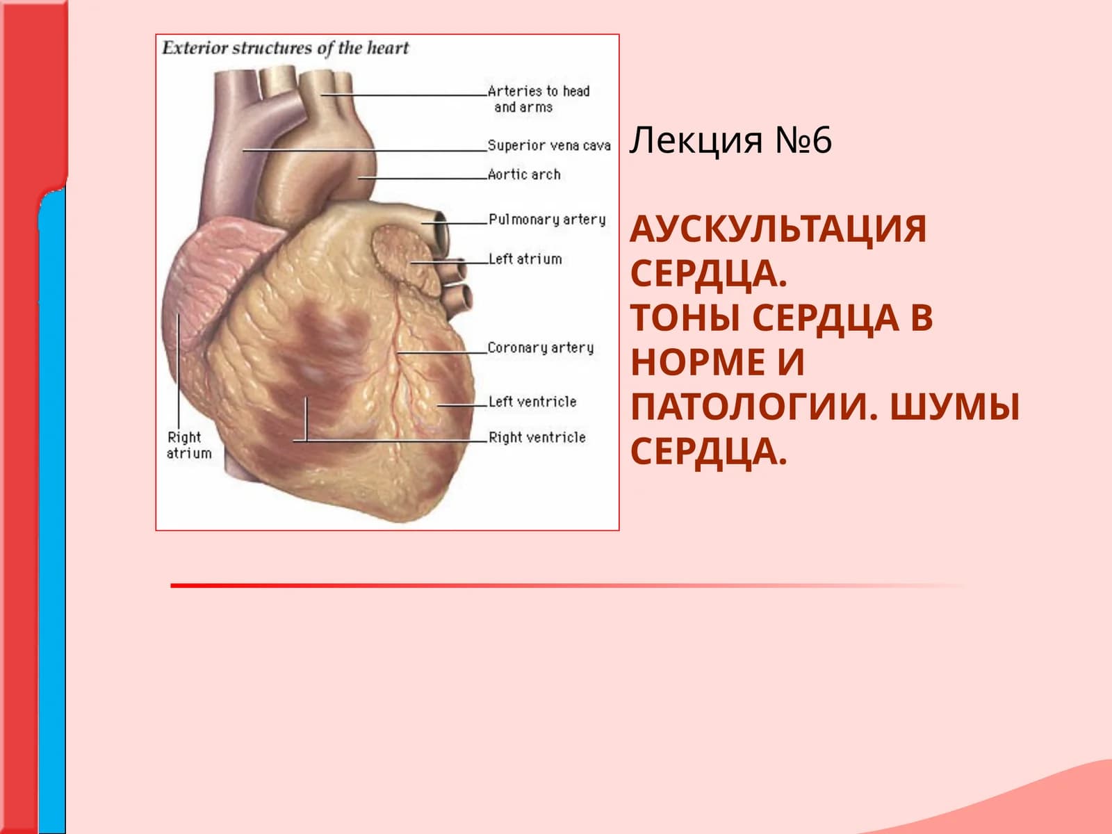 АУСКУЛЬТАЦИЯ СЕРДЦА.ТОНЫ СЕРДЦА В НОРМЕ И ПАТОЛОГИИ.ШУМЫ СЕРДЦА