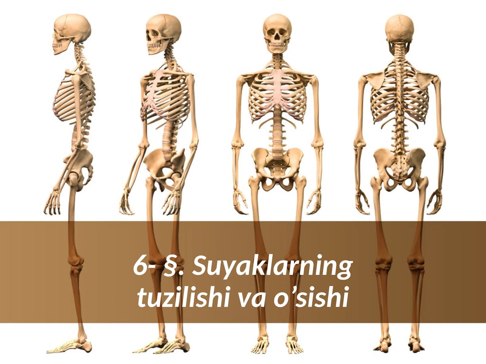 Suyaklarning tuzilishi va o’sishi