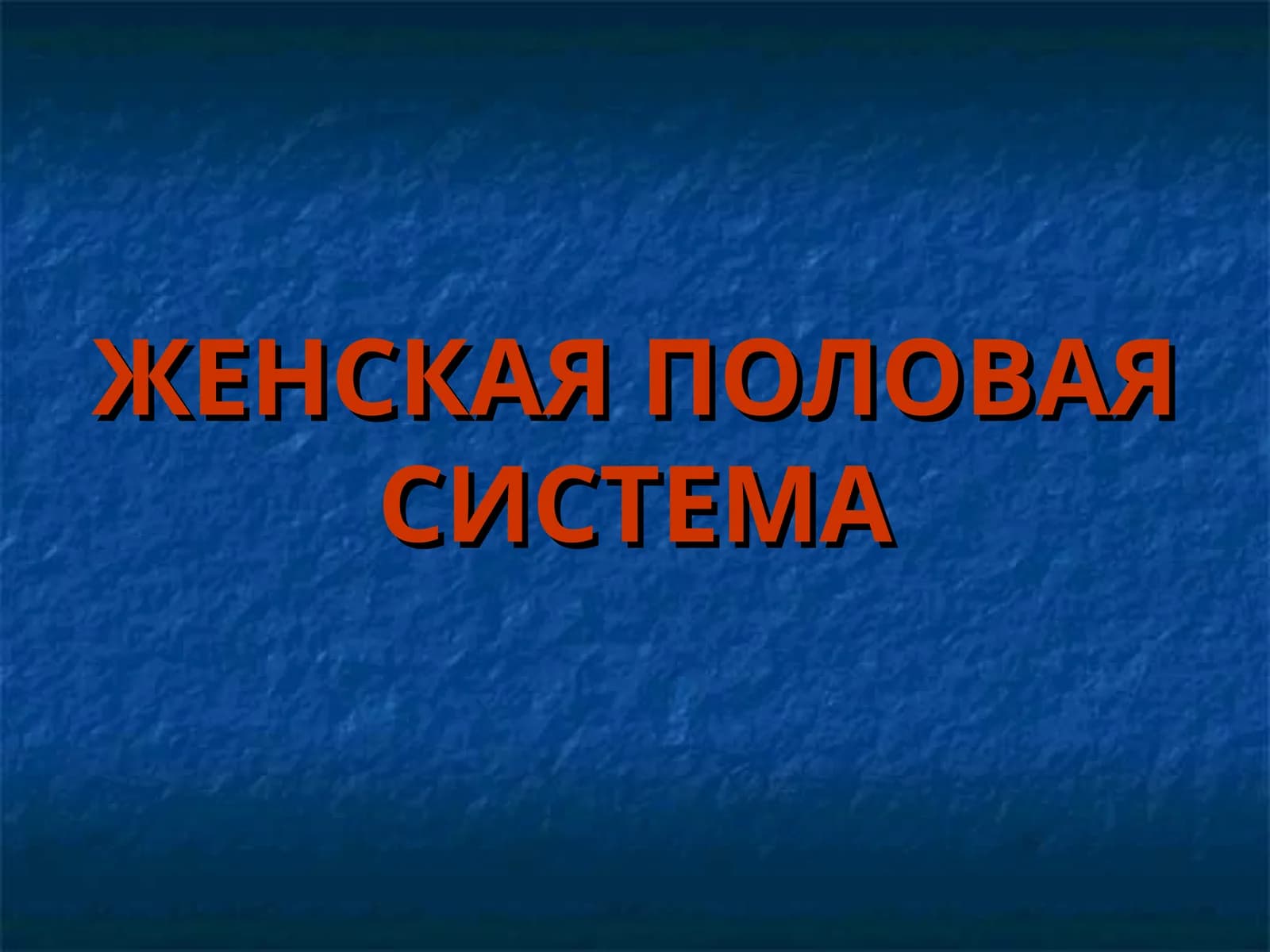 Женская половая система