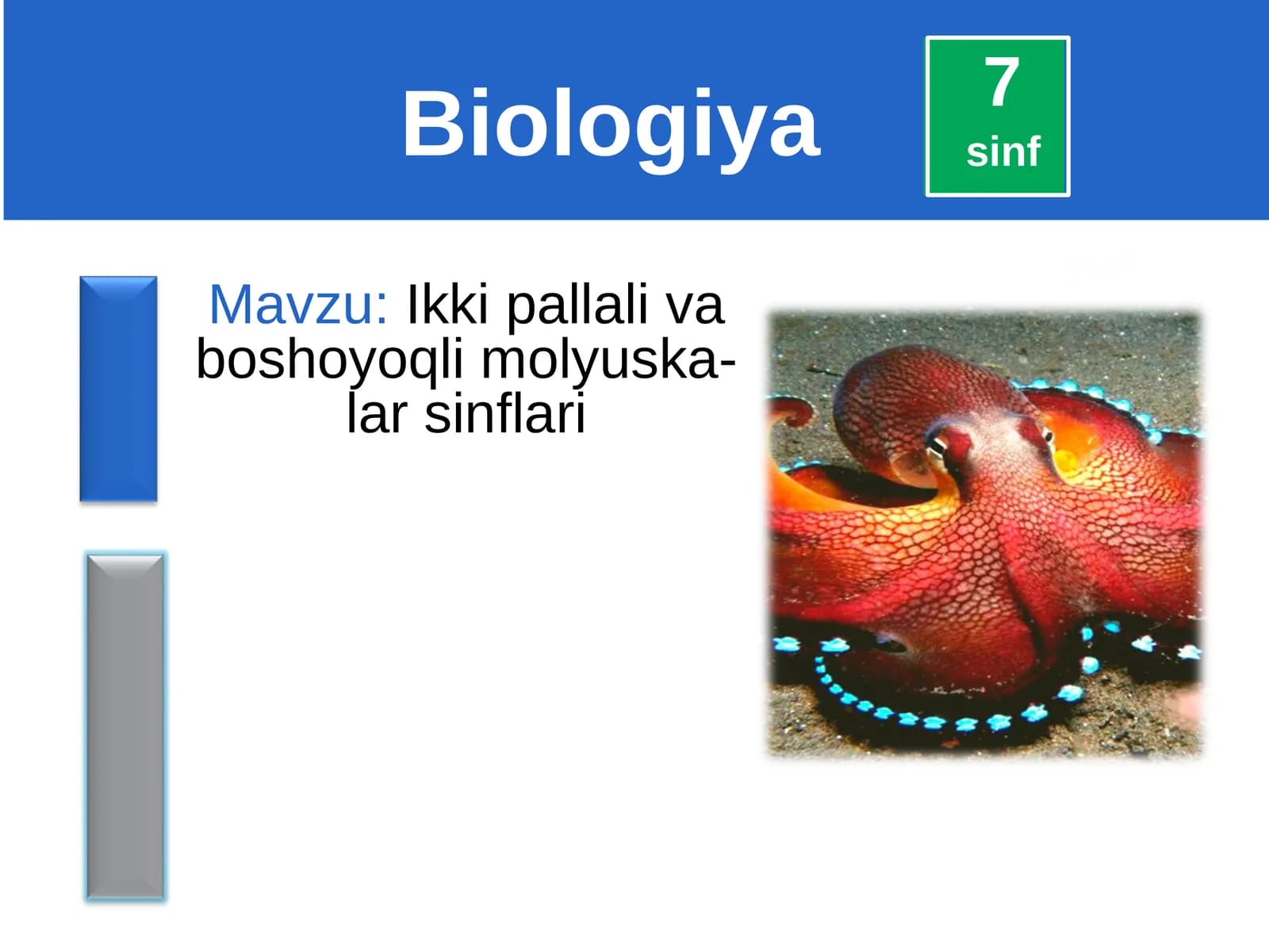 Ikki pallali va boshoyoqli molyuskalar sinflari