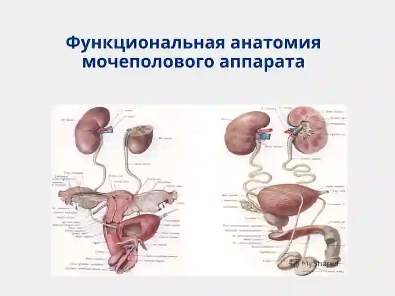 Функциональная анатомия мочеполового аппарата