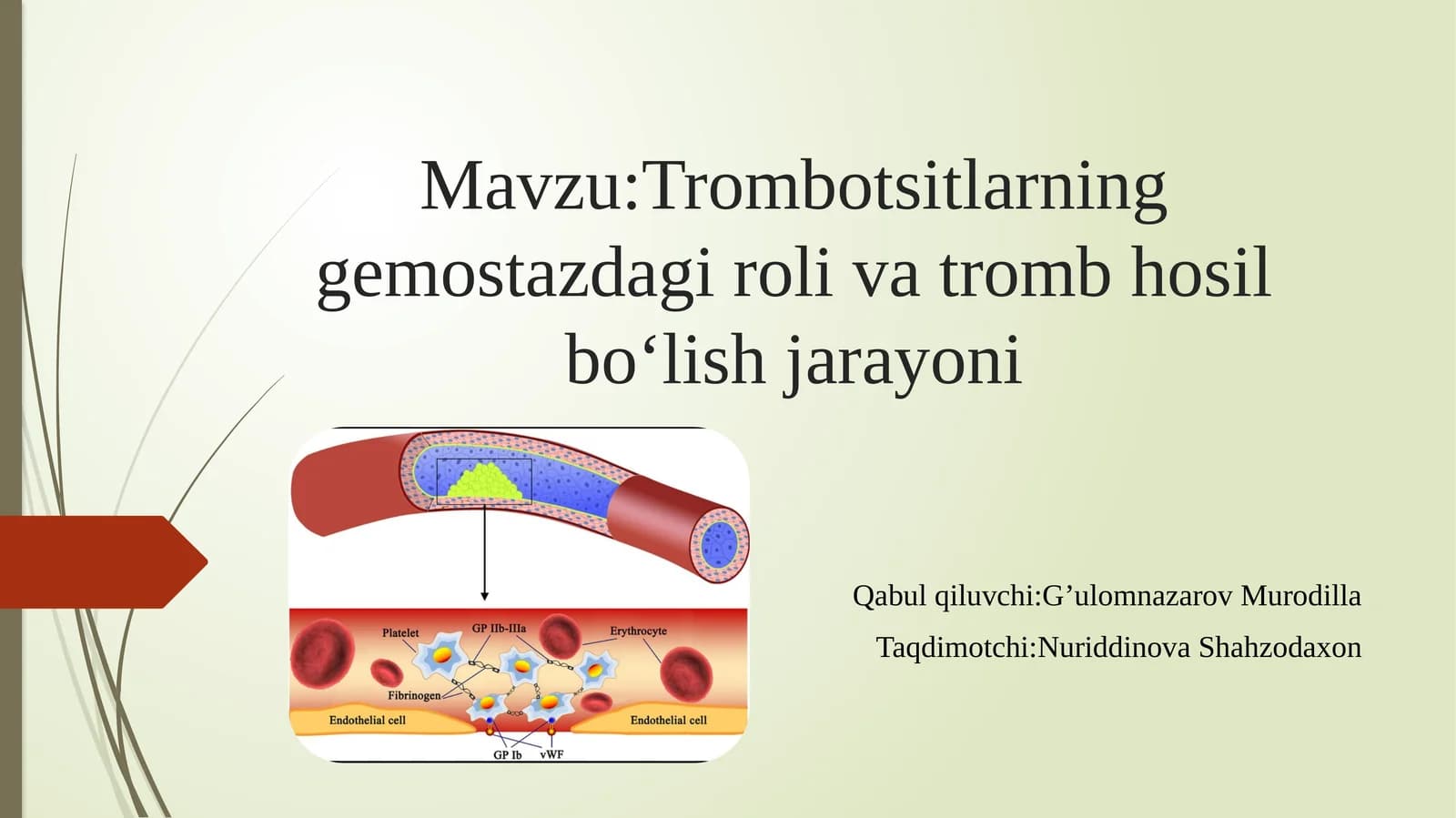 Trombotsitlarning gemostazdagi rolivatromb hosil bo‘lish jarayoni
