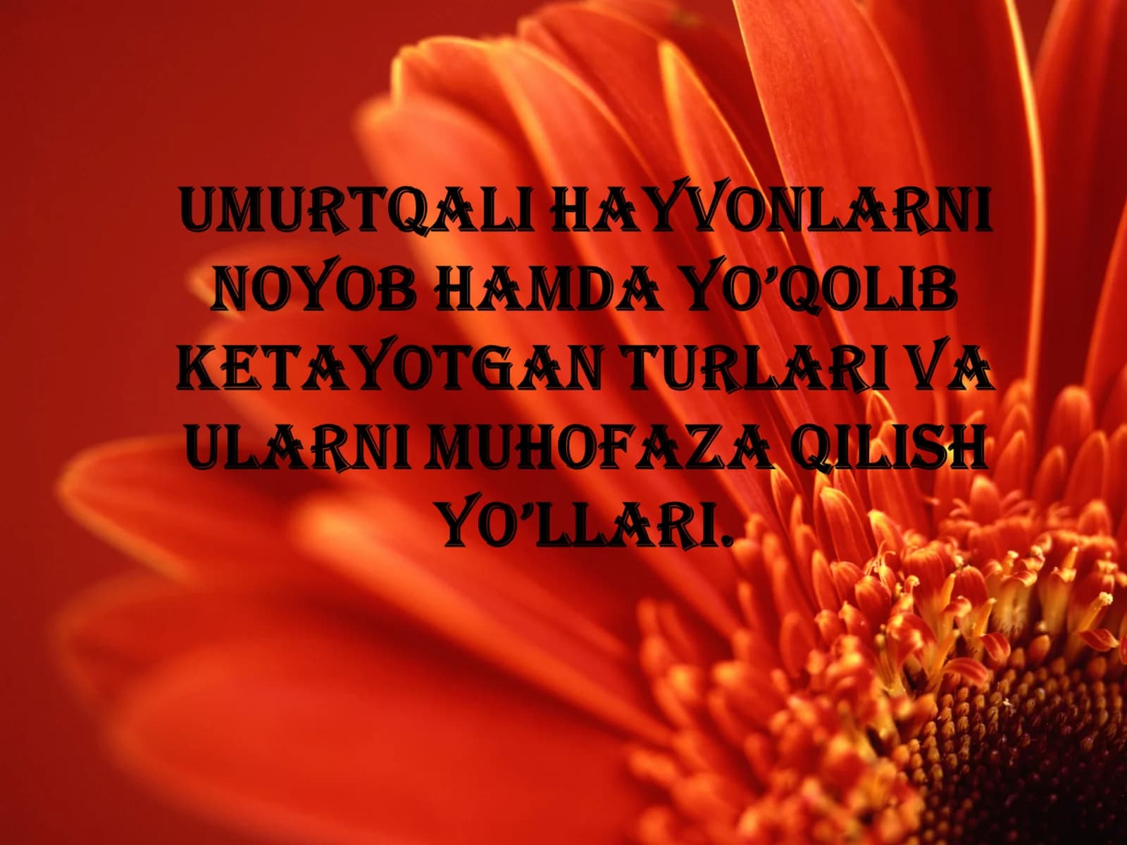 Qizil Kitob