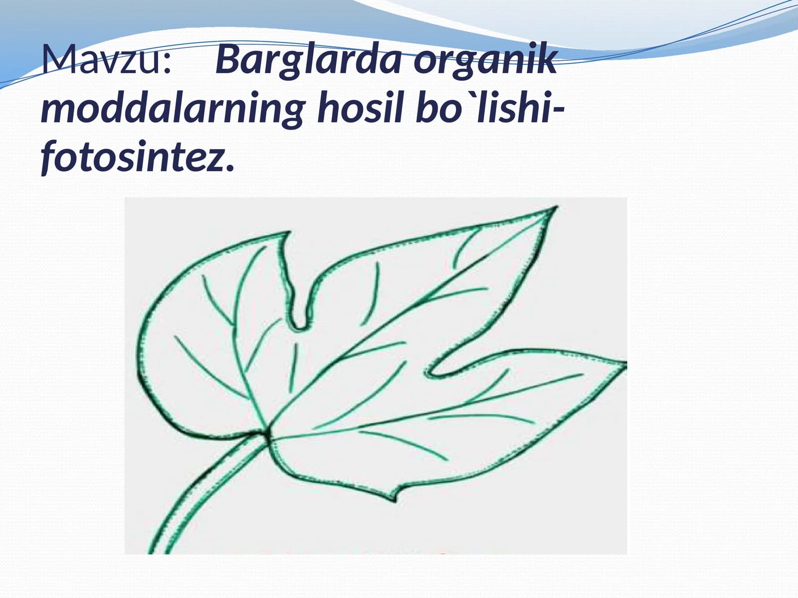 Barglarda organik moddalarning hosil bo`lishi-fotosintez
