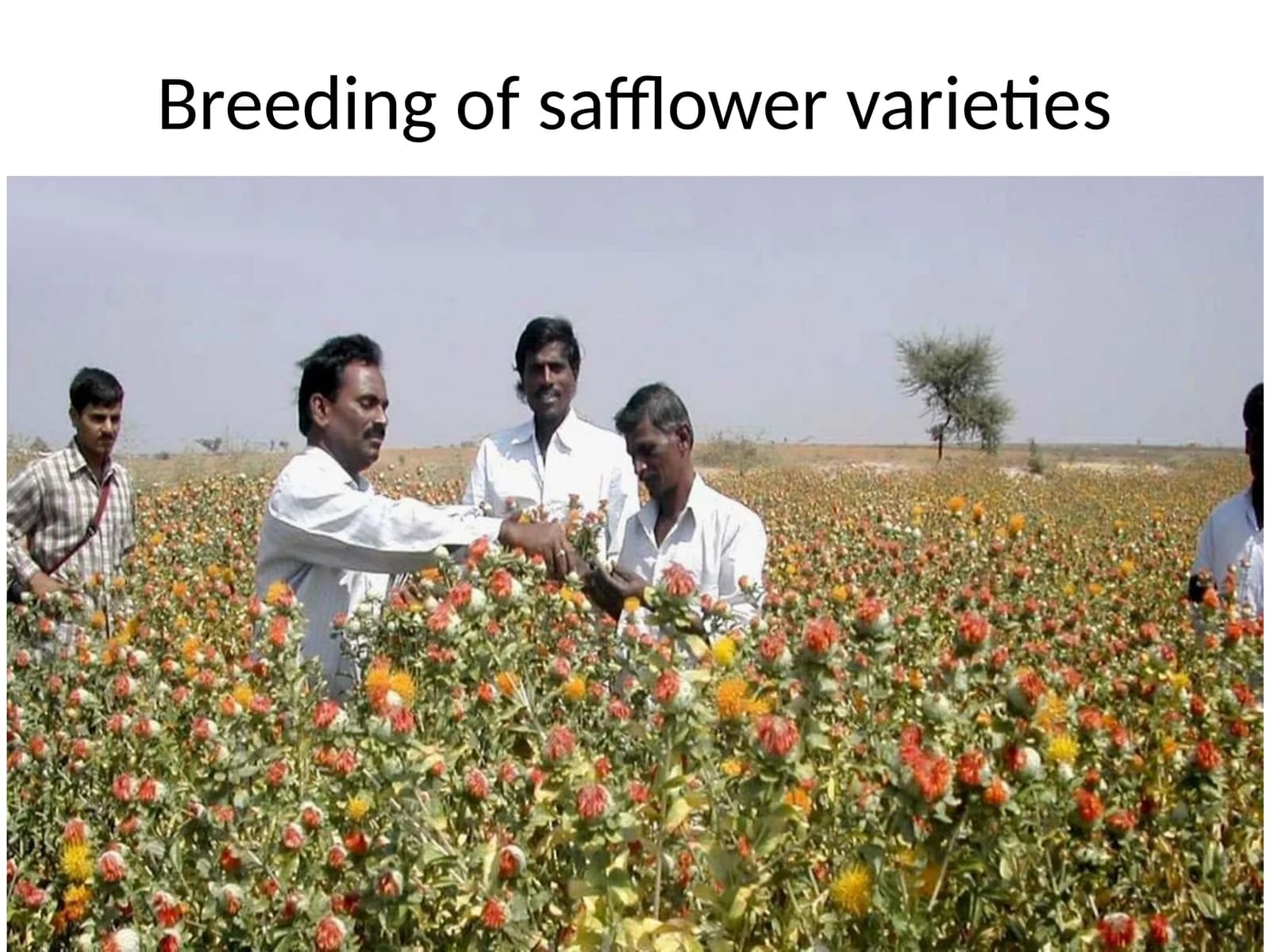 Breeding of safflower varieties