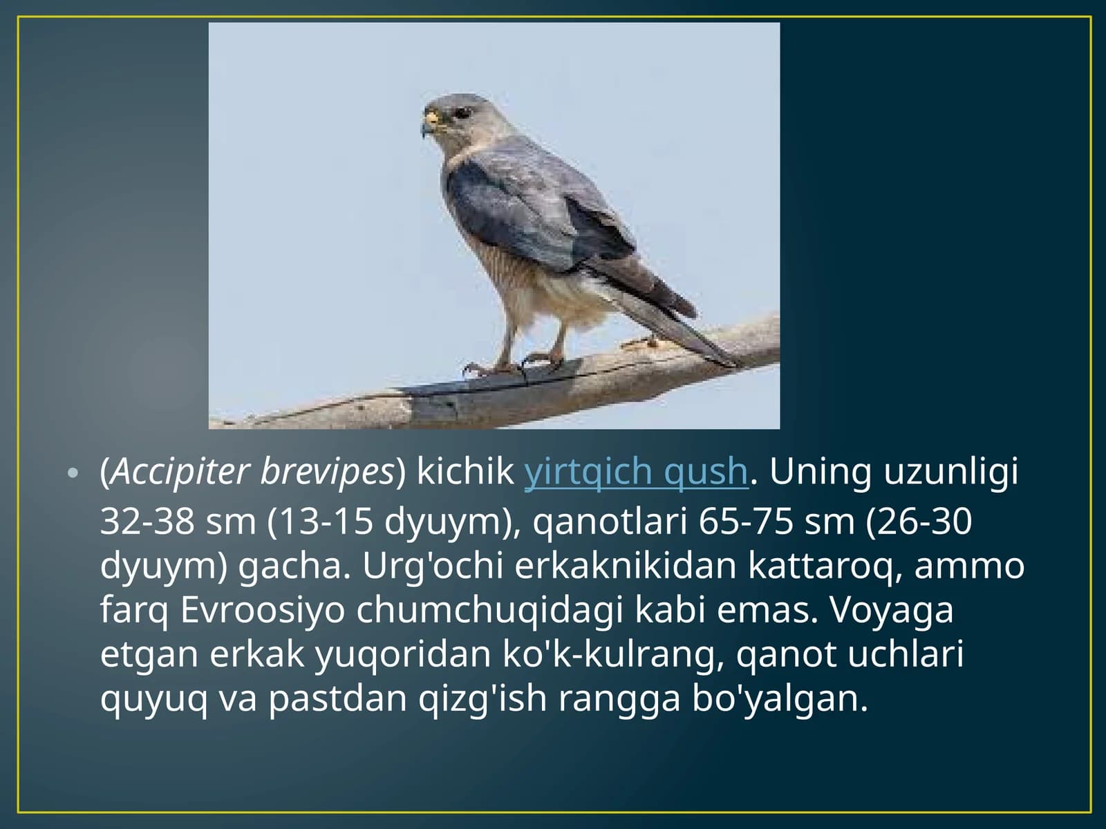 Accipiter brevipes kichik yirtqich qush
