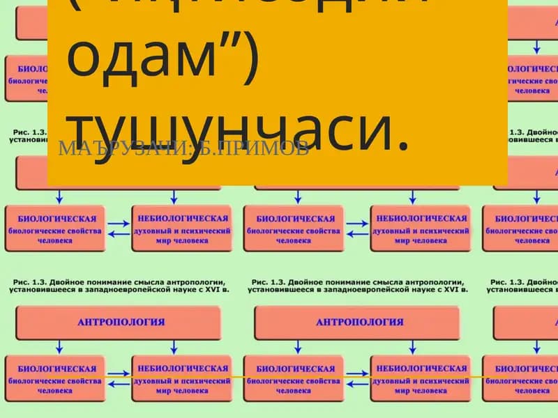 Фалсафий антропология (Инсон фалсафаси)