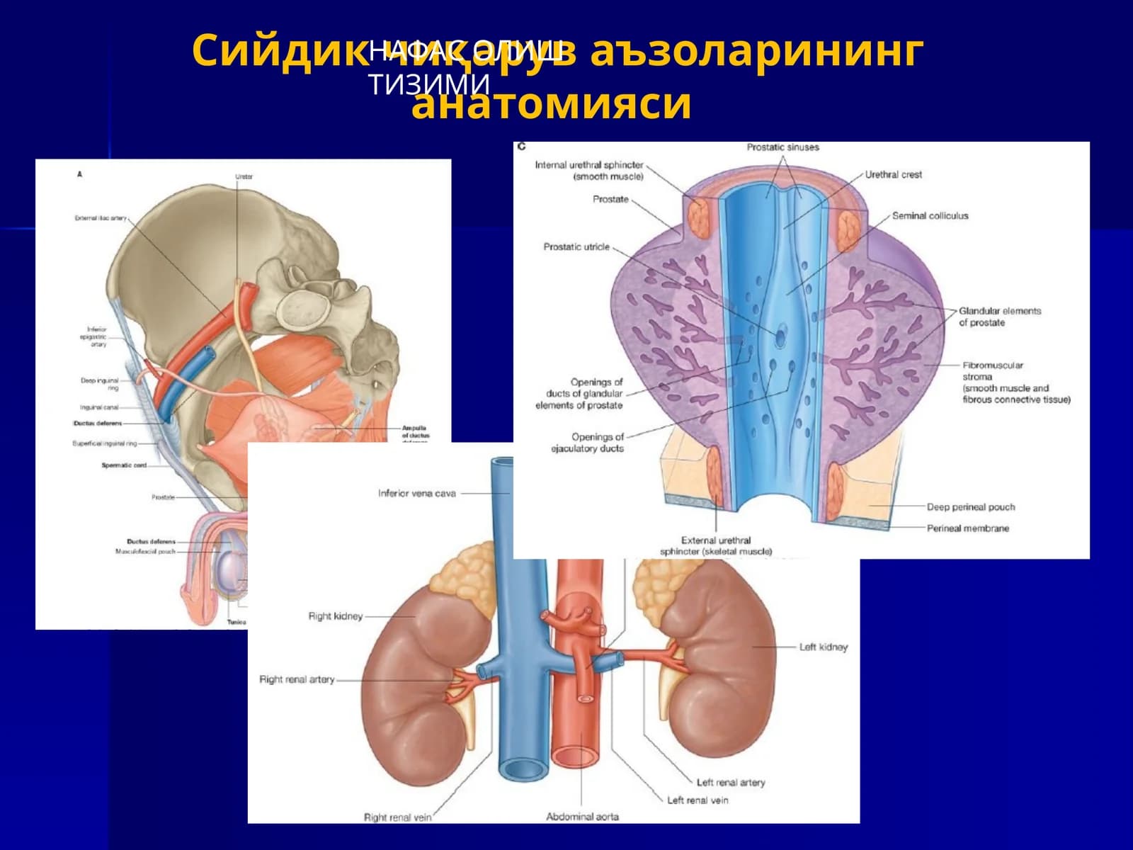 Сийдик чиқарув аъзоларининг анатомияси