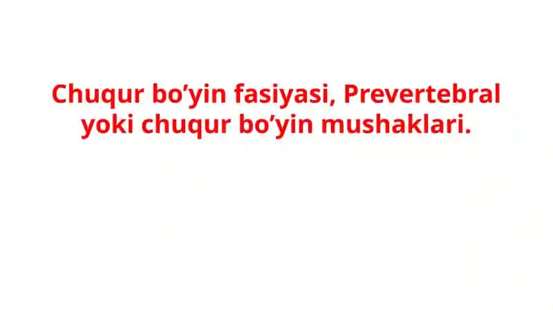 Chuqur bo’yin fasiyasi, Prevertebral yoki chuqur bo’yin mushaklari.