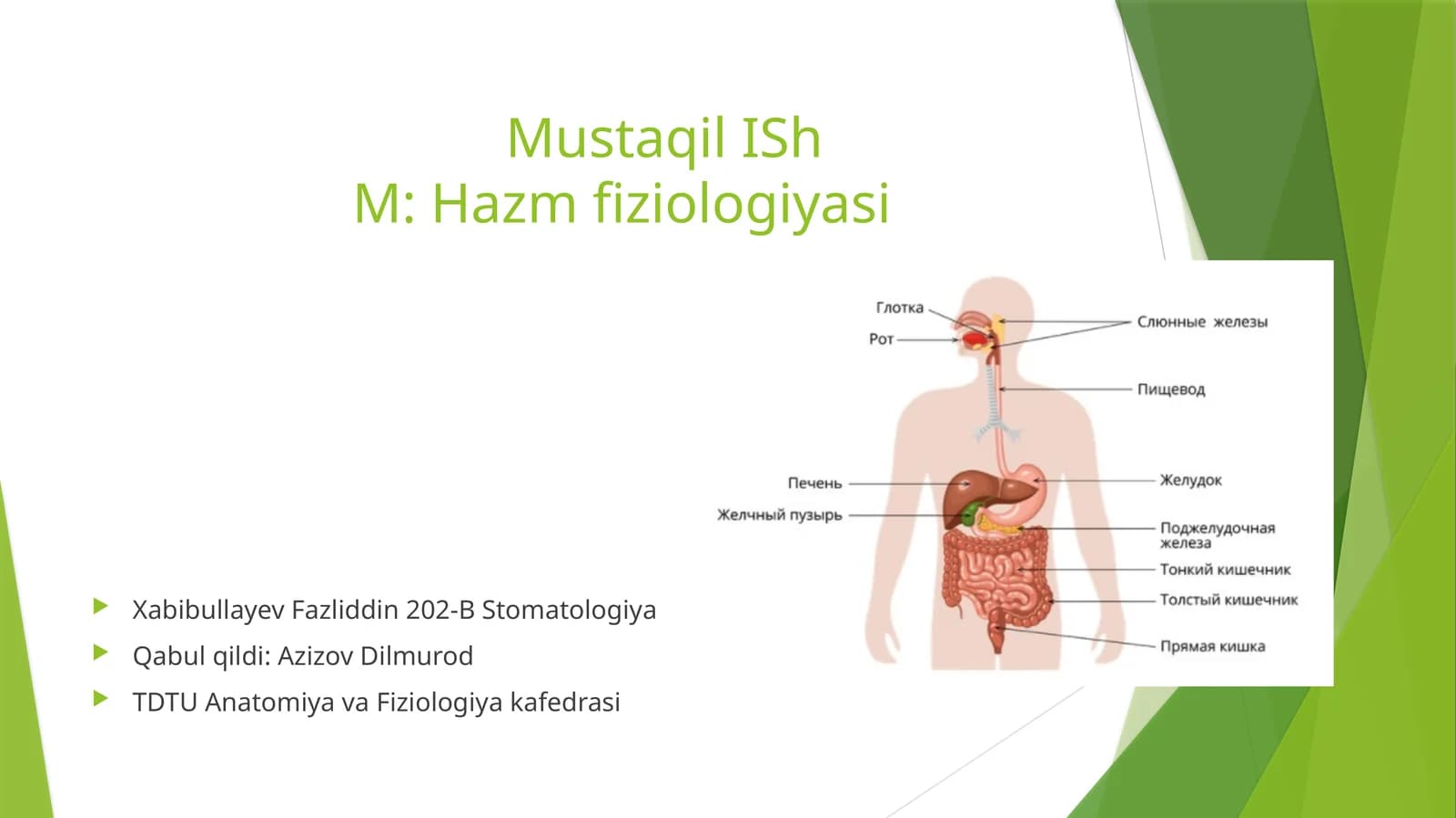 Mustaqil IShM: Hazm fiziologiyasi