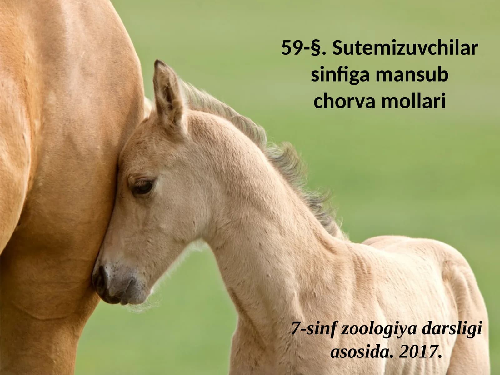 7-sinf Zoologiya 'Sutemizuvchilar sinfiga mansub chorva mollari' ko'rgazma