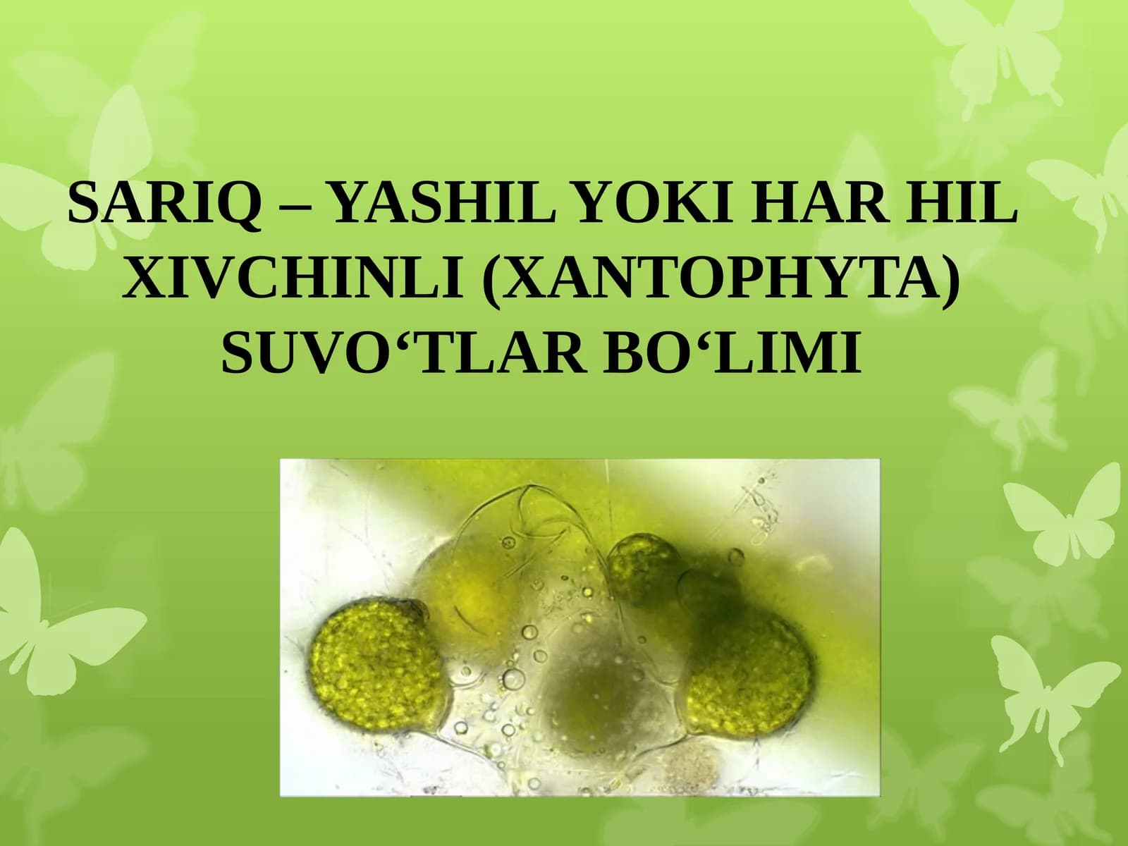 SARIQ –YASHIL YOKI HAR HIL XIVCHINLI (XANTOPHYTA) SUVO‘TLAR BO‘LIMI