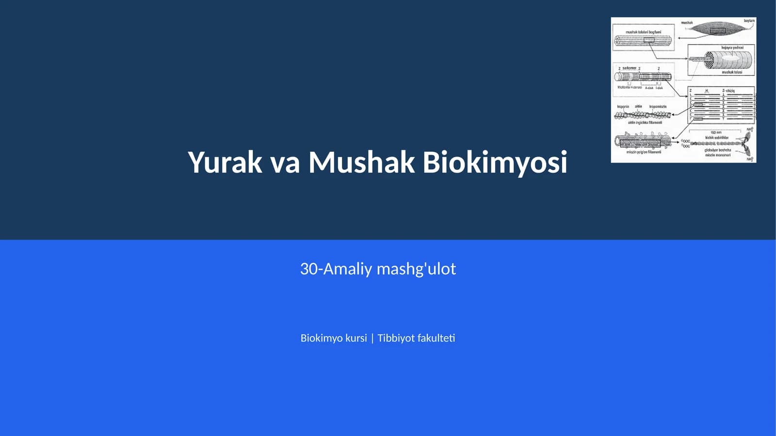 Yurak va Mushak Biokimyosi