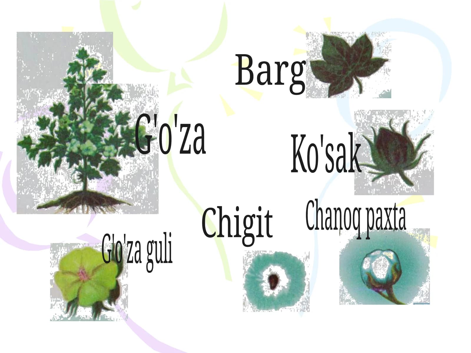 G'o'za