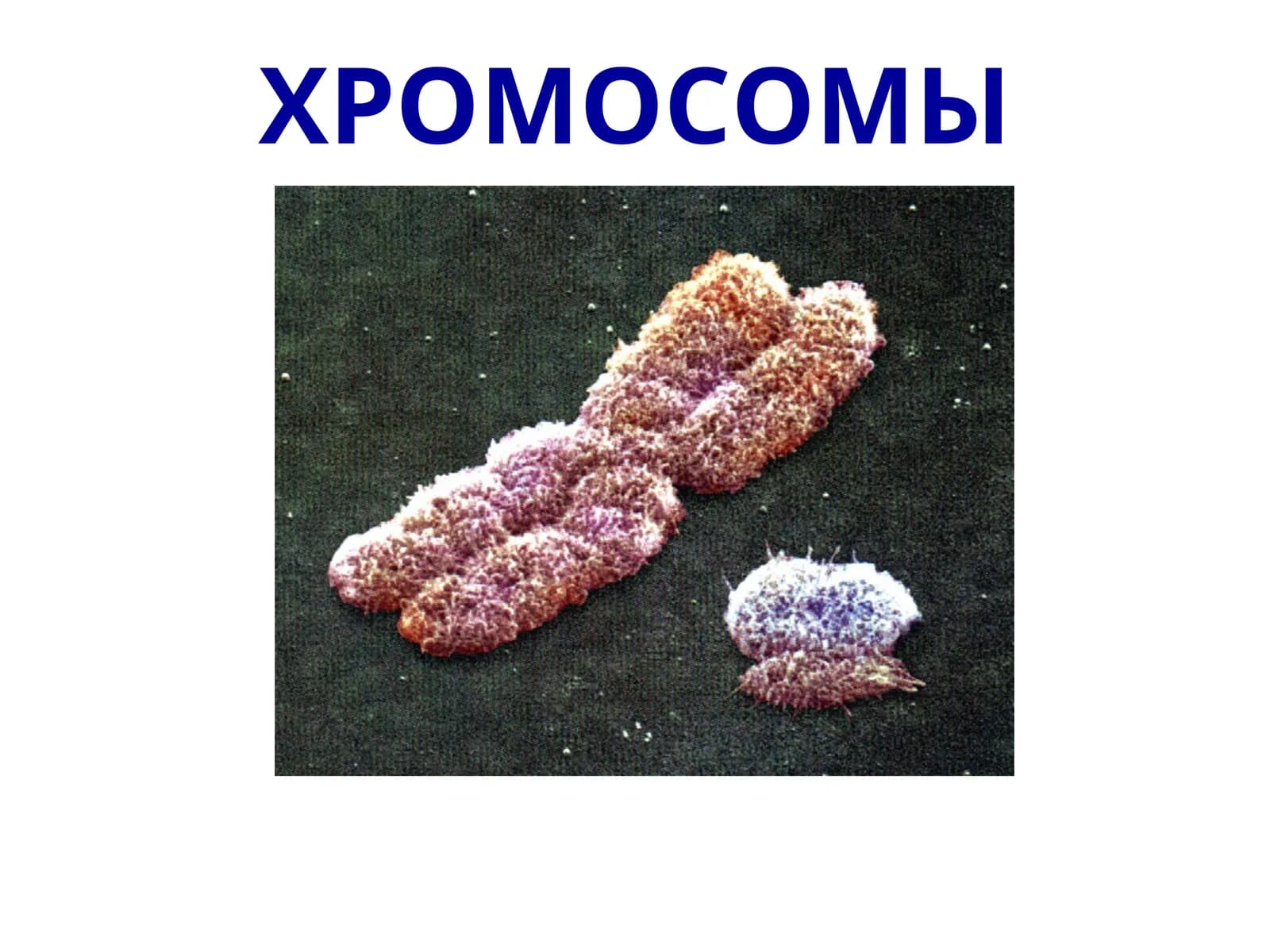 ХРОМОСОМЫ